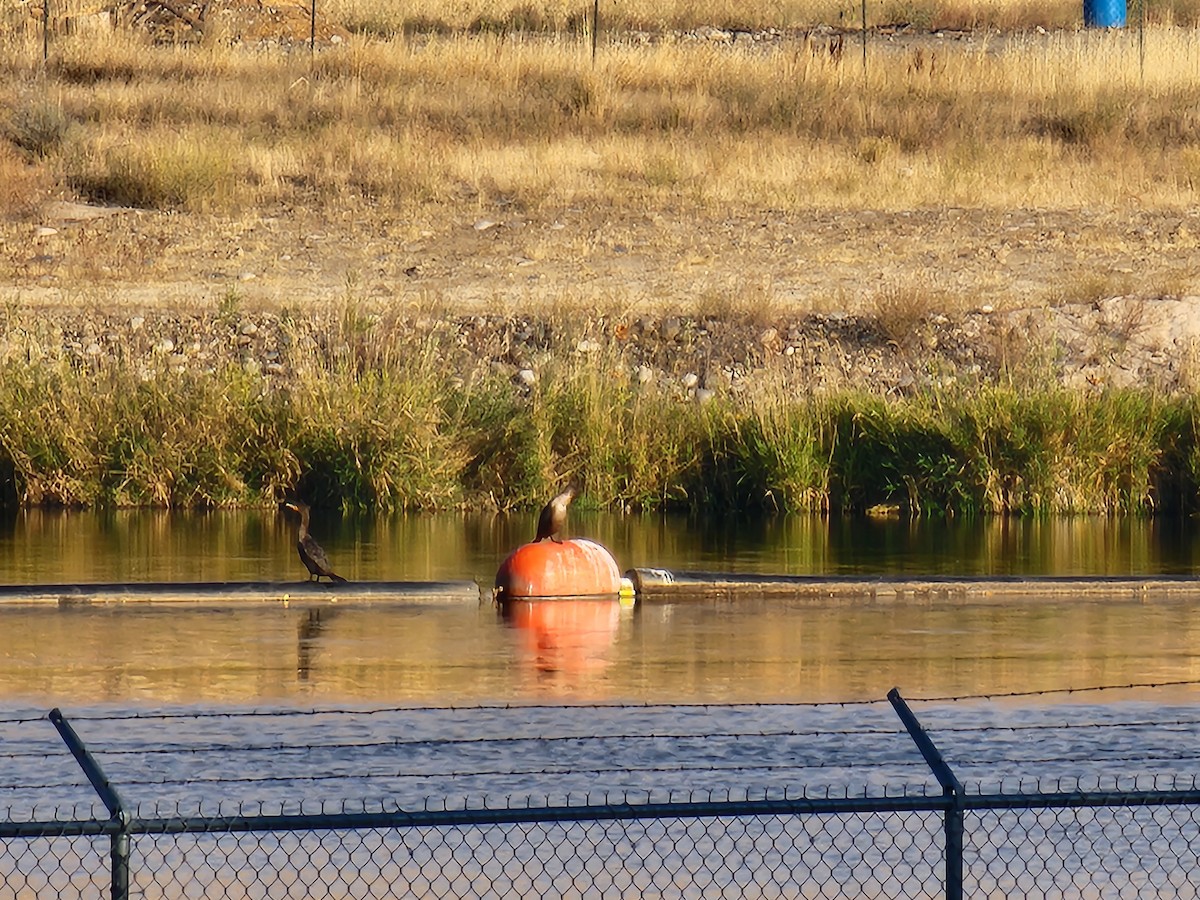 Ушастый баклан - ML625400740