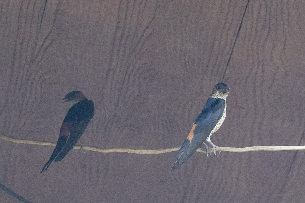 Eastern Red-rumped Swallow (Striated) - ML625400808