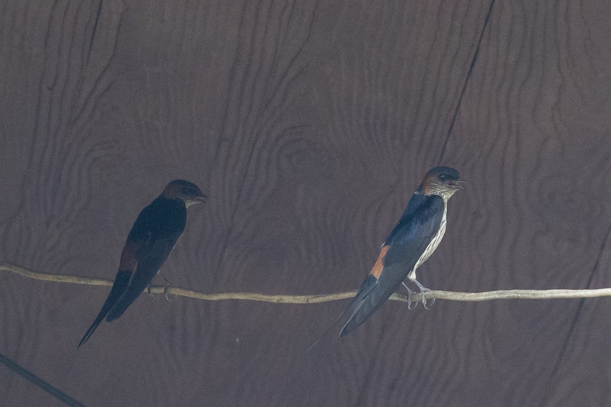 Eastern Red-rumped Swallow (Striated) - ML625400809