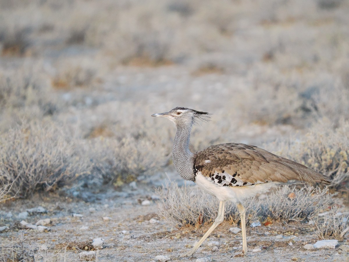 Kori Bustard - ML625400810