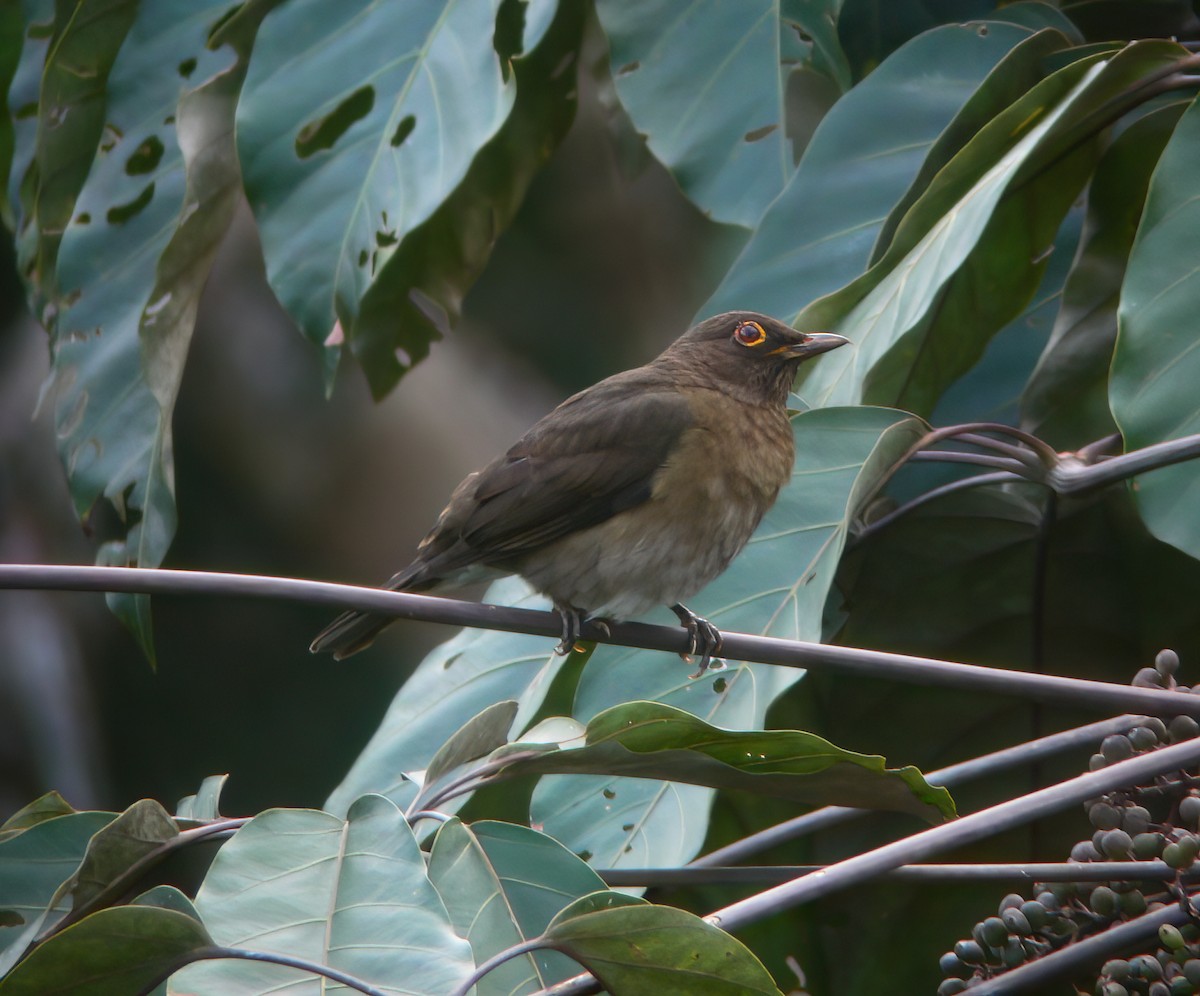 Lawrence's Thrush - ML625400834