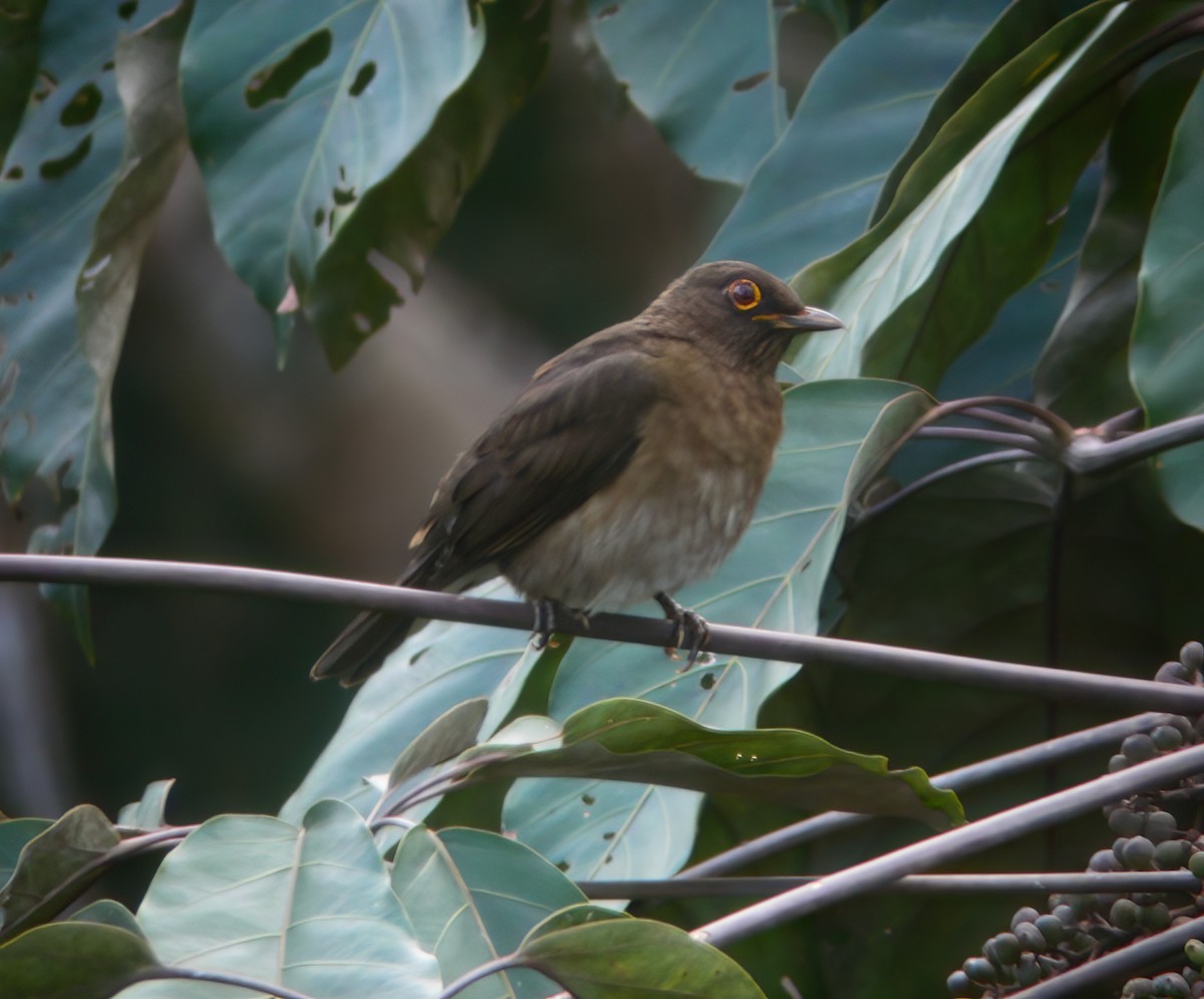 Lawrence's Thrush - ML625400835