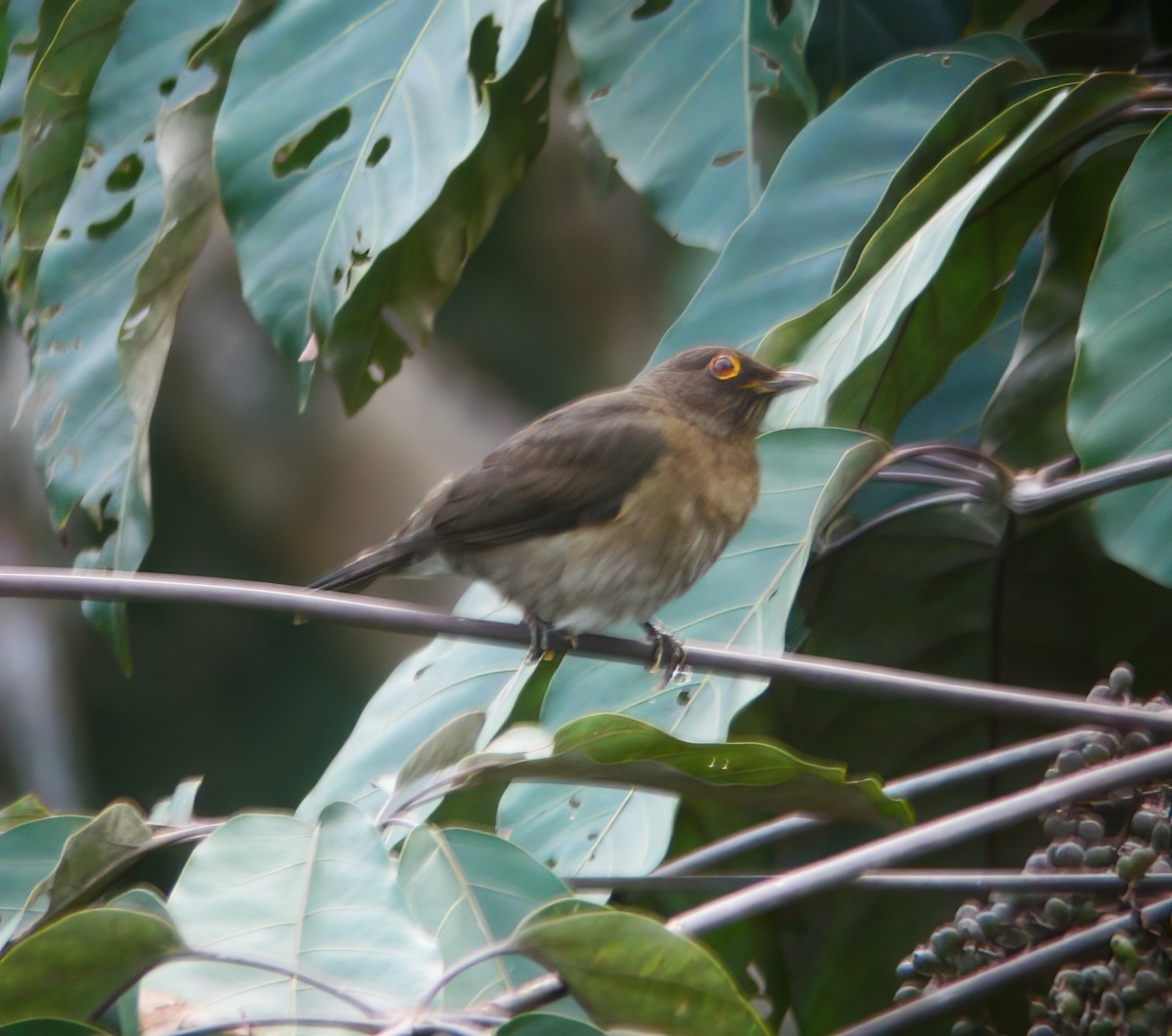 Lawrence's Thrush - ML625400836