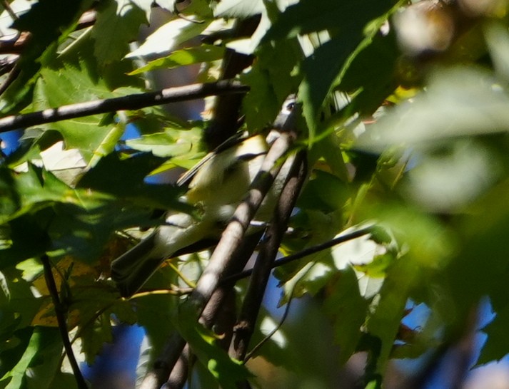 Blue-headed Vireo - ML625400865