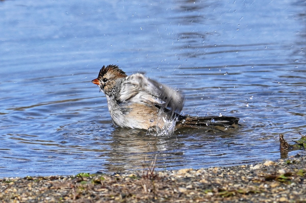 Bruant à couronne blanche - ML625401042