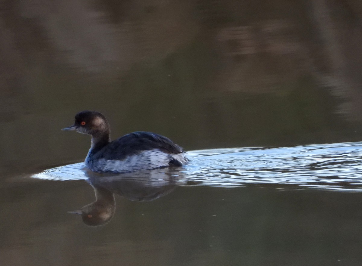 Eared Grebe - ML625401072