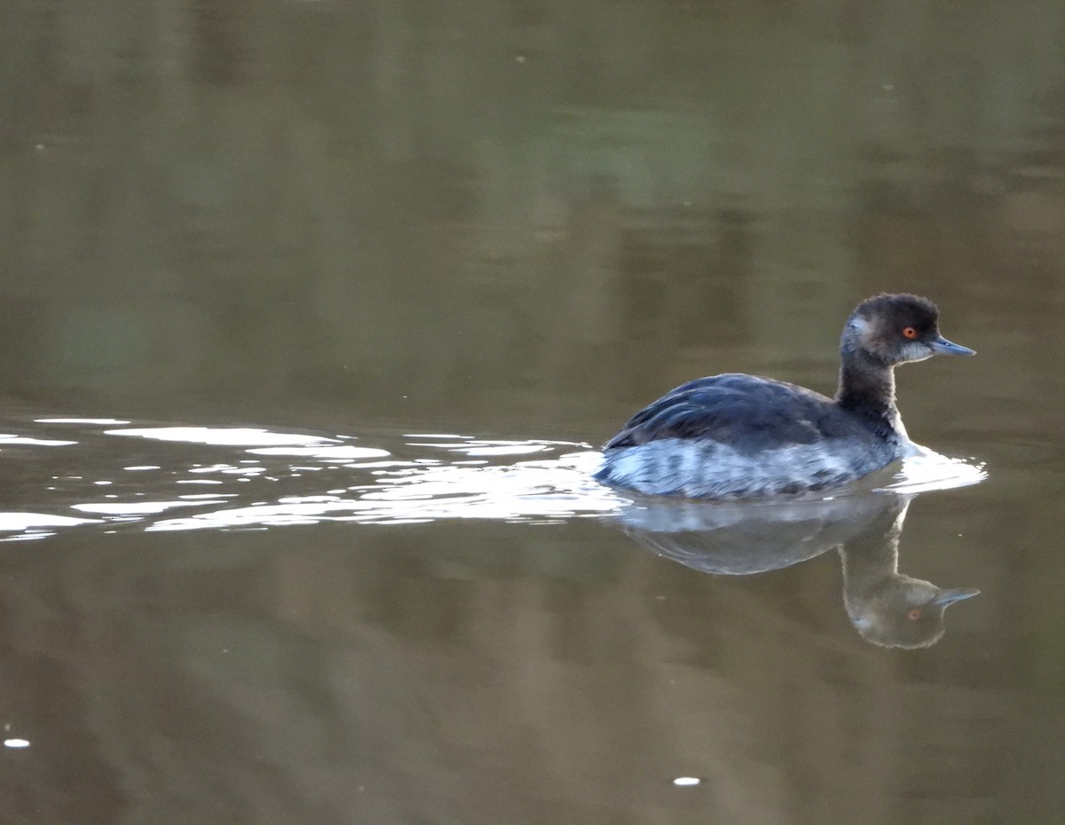 Eared Grebe - ML625401074