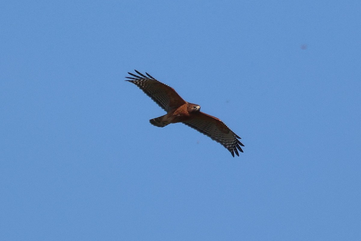 Red-shouldered Hawk - ML625401085