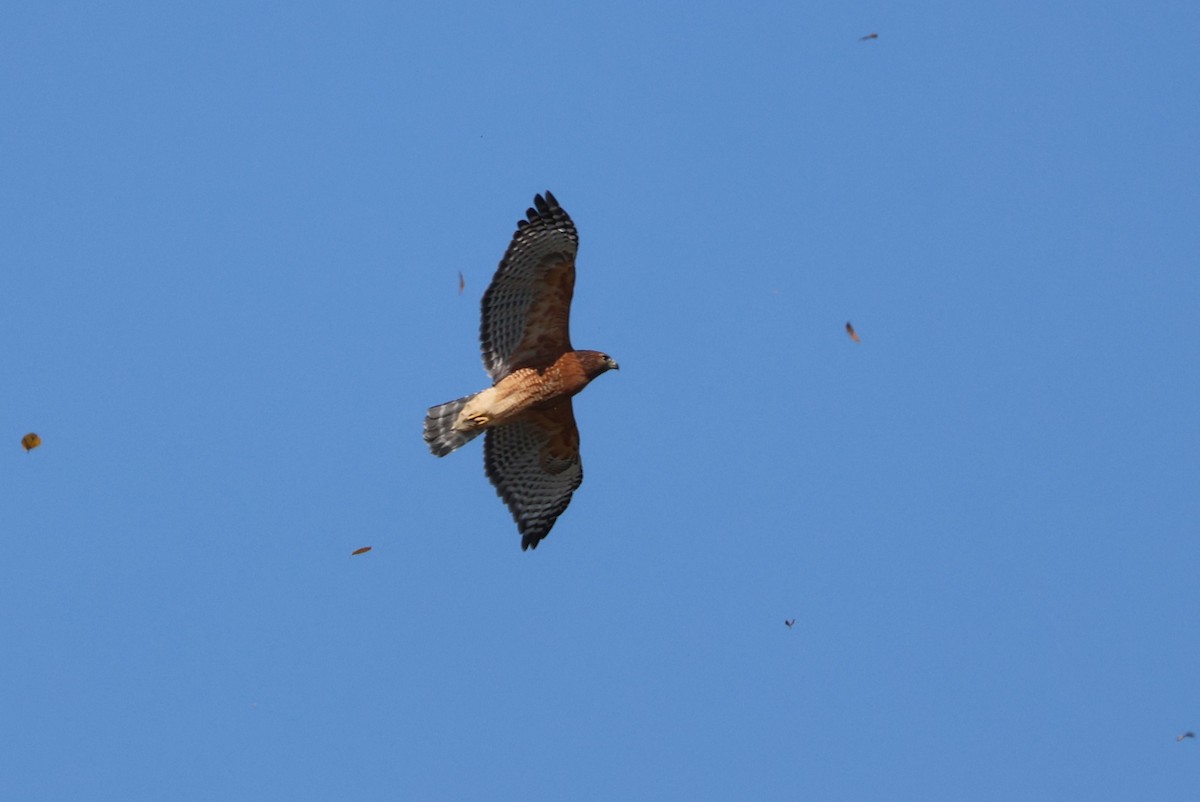 Red-shouldered Hawk - ML625401086