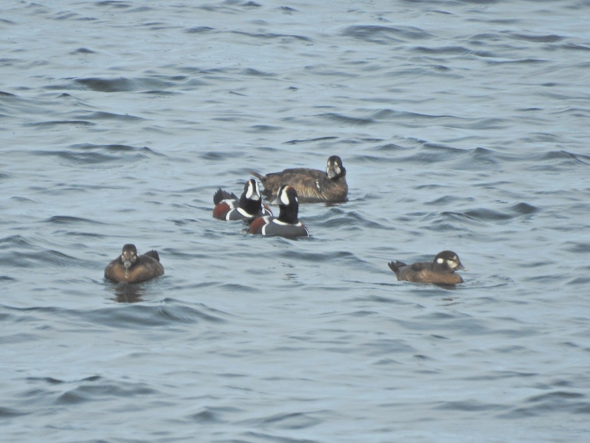 Harlequin Duck - ML625401089