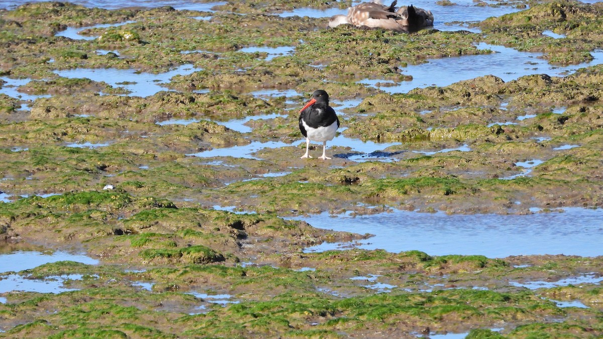 Magellanic Oystercatcher - ML625401091