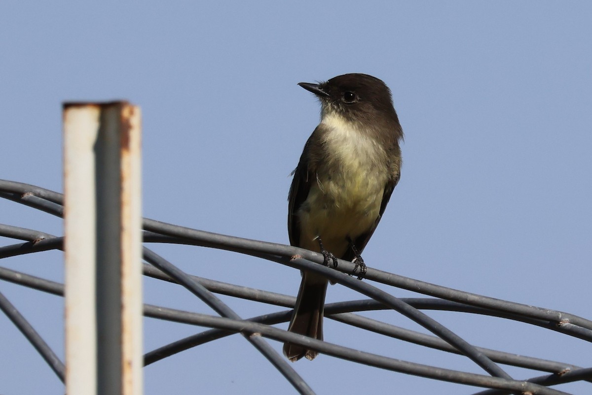 Eastern Phoebe - ML625401107