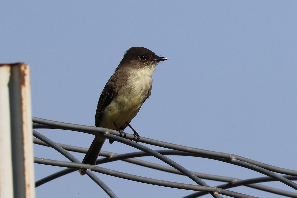 Eastern Phoebe - ML625401108