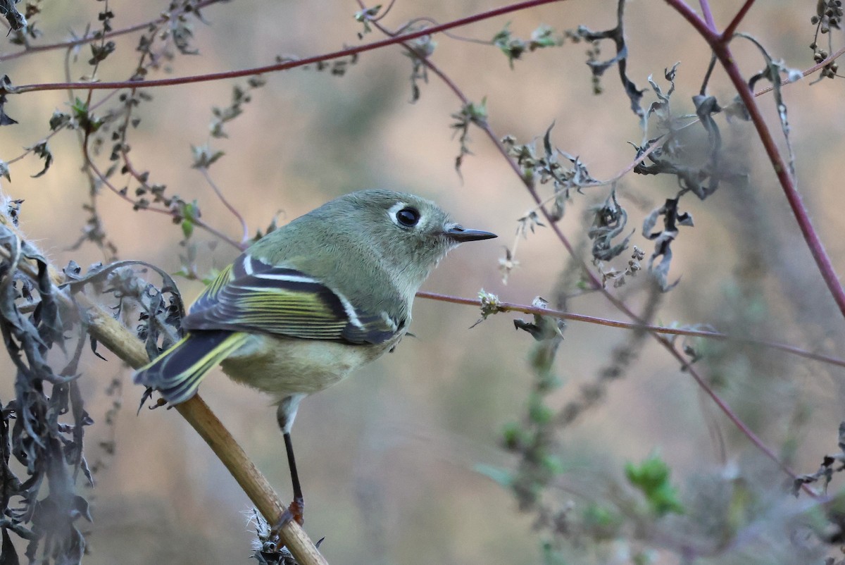 Ruby-crowned Kinglet - ML625401126