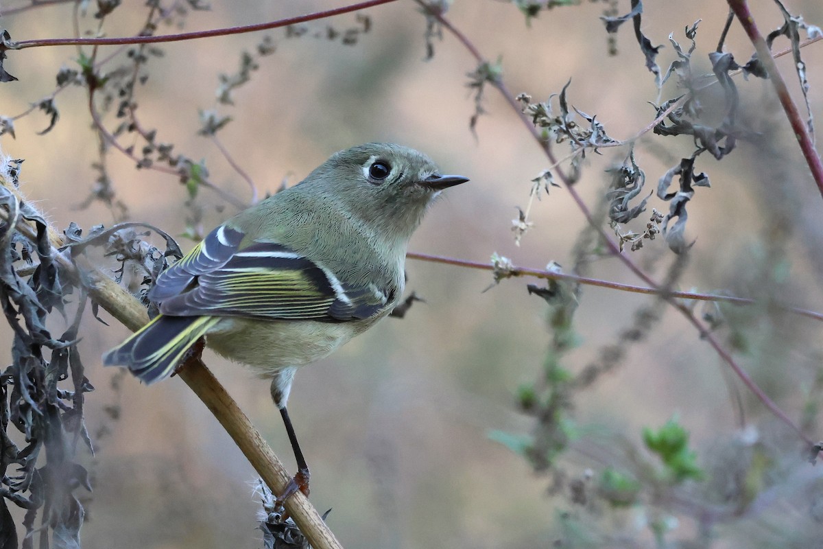 Ruby-crowned Kinglet - ML625401127