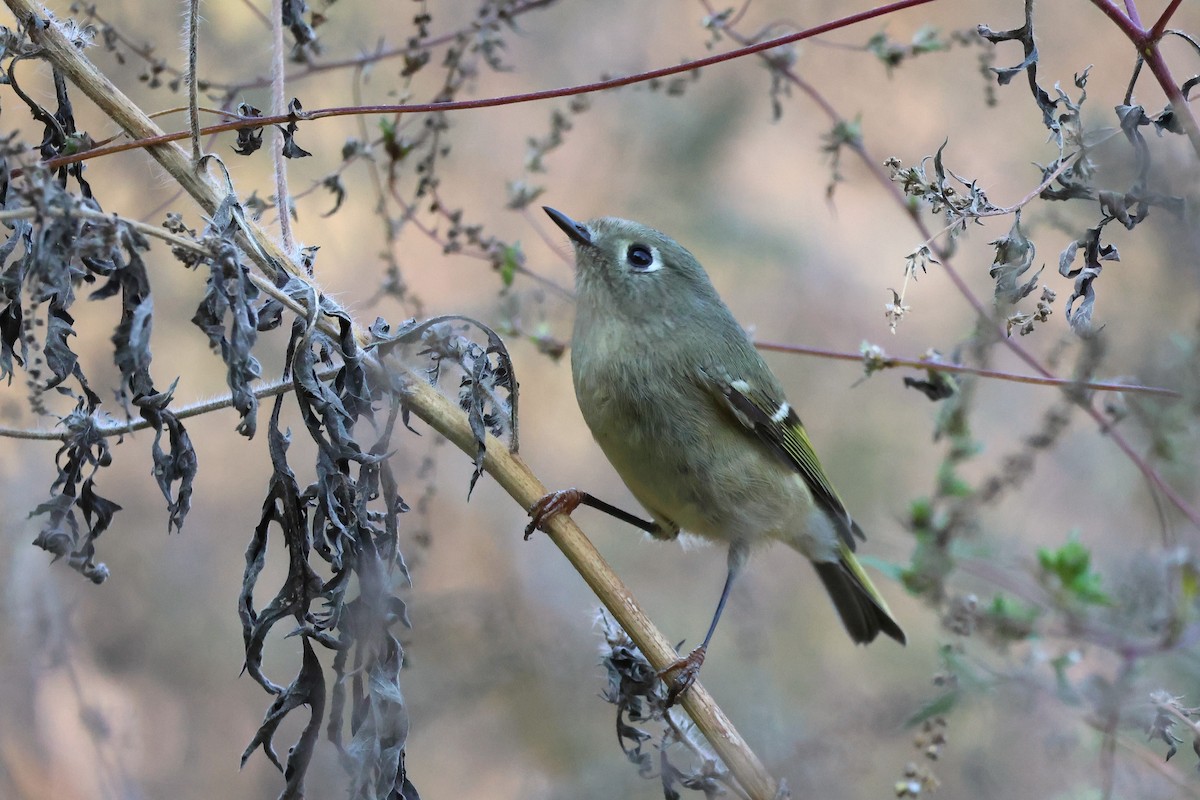 Ruby-crowned Kinglet - ML625401128