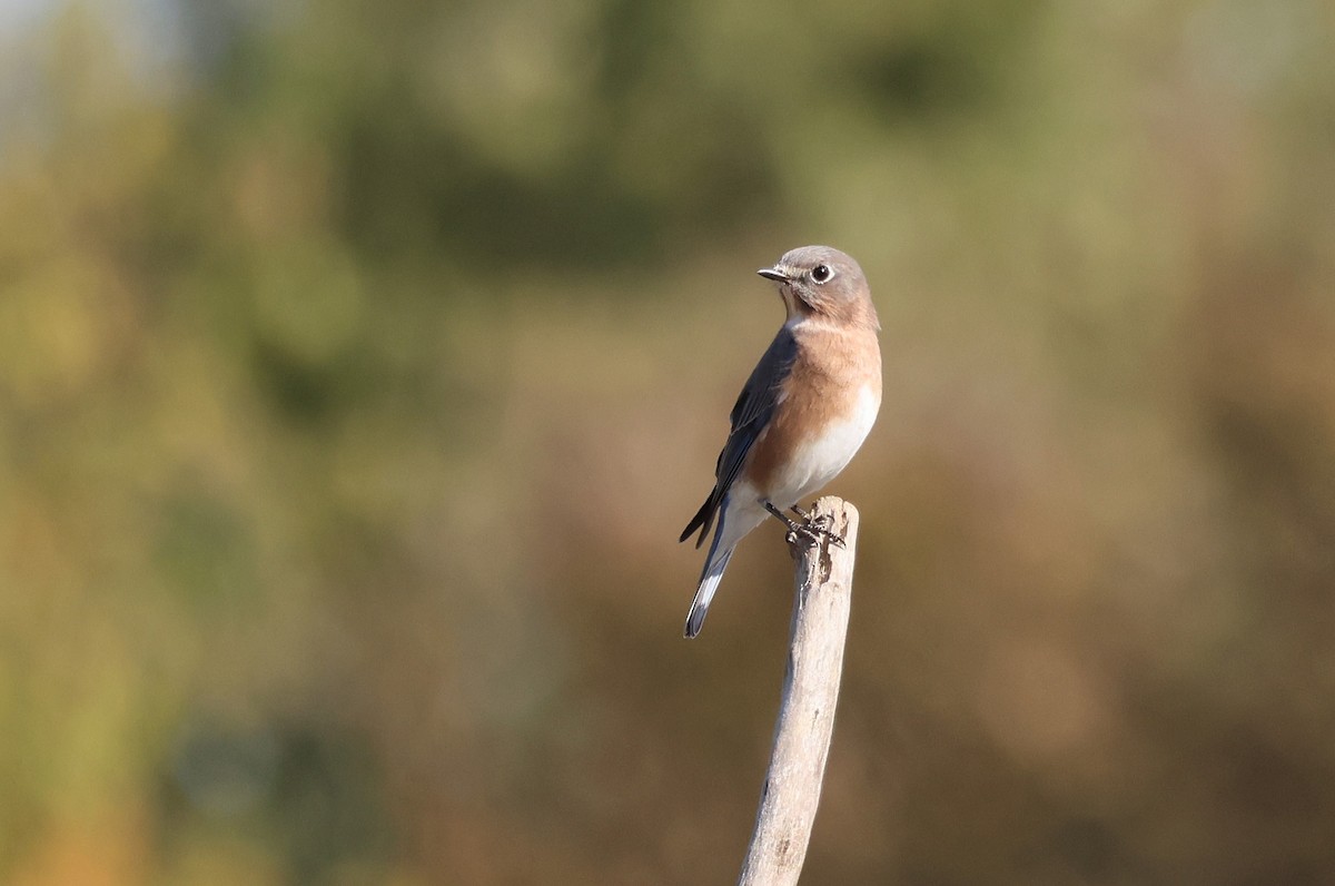 Eastern Bluebird - ML625401149