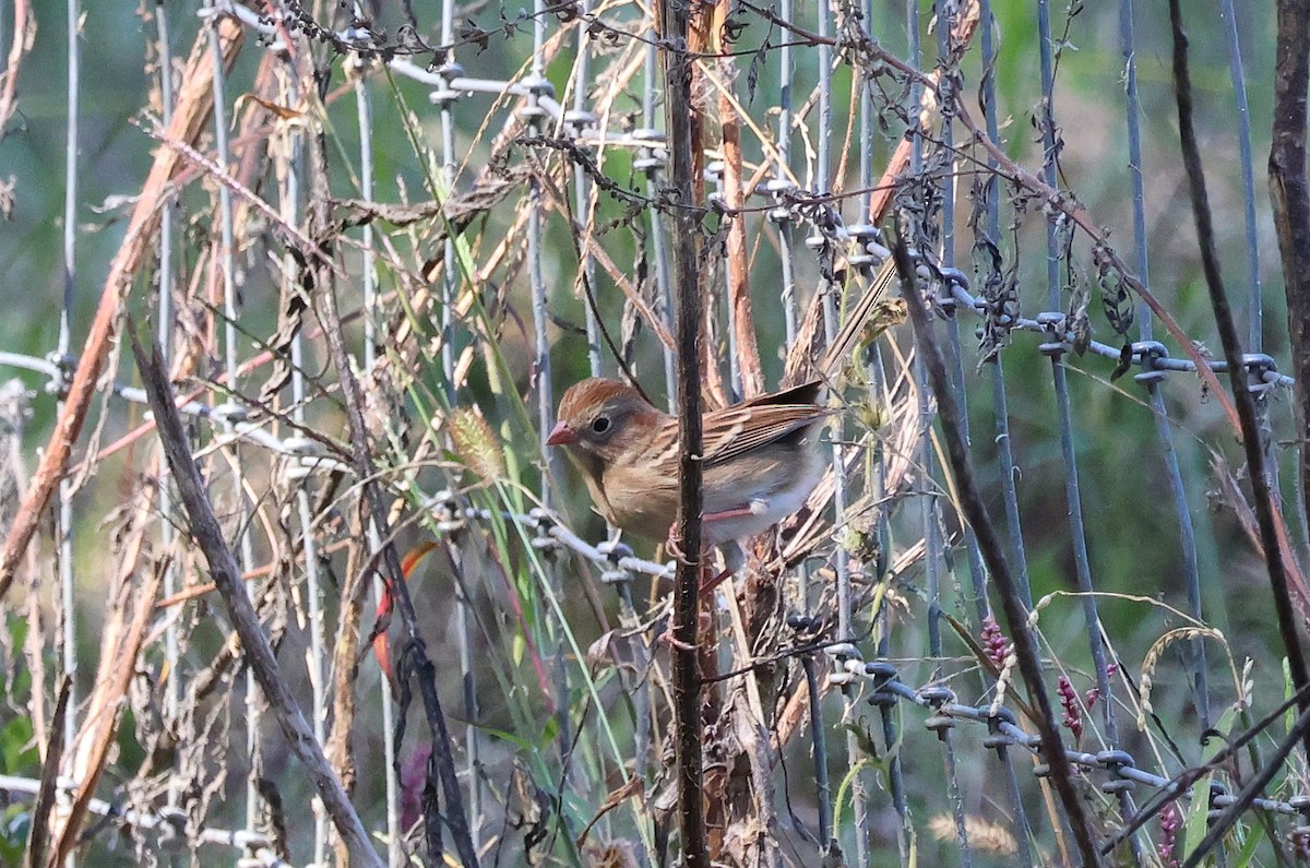 Field Sparrow - ML625401176