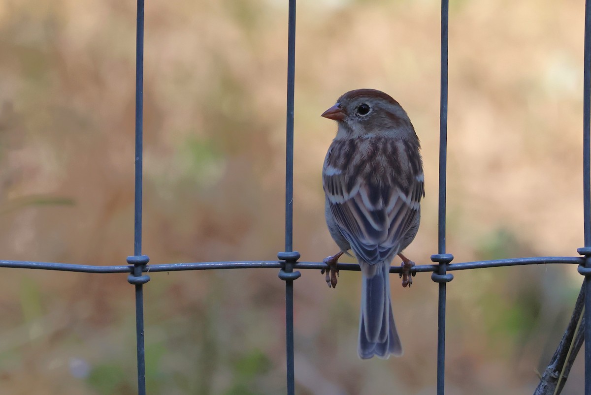 Field Sparrow - Tricia Vesely