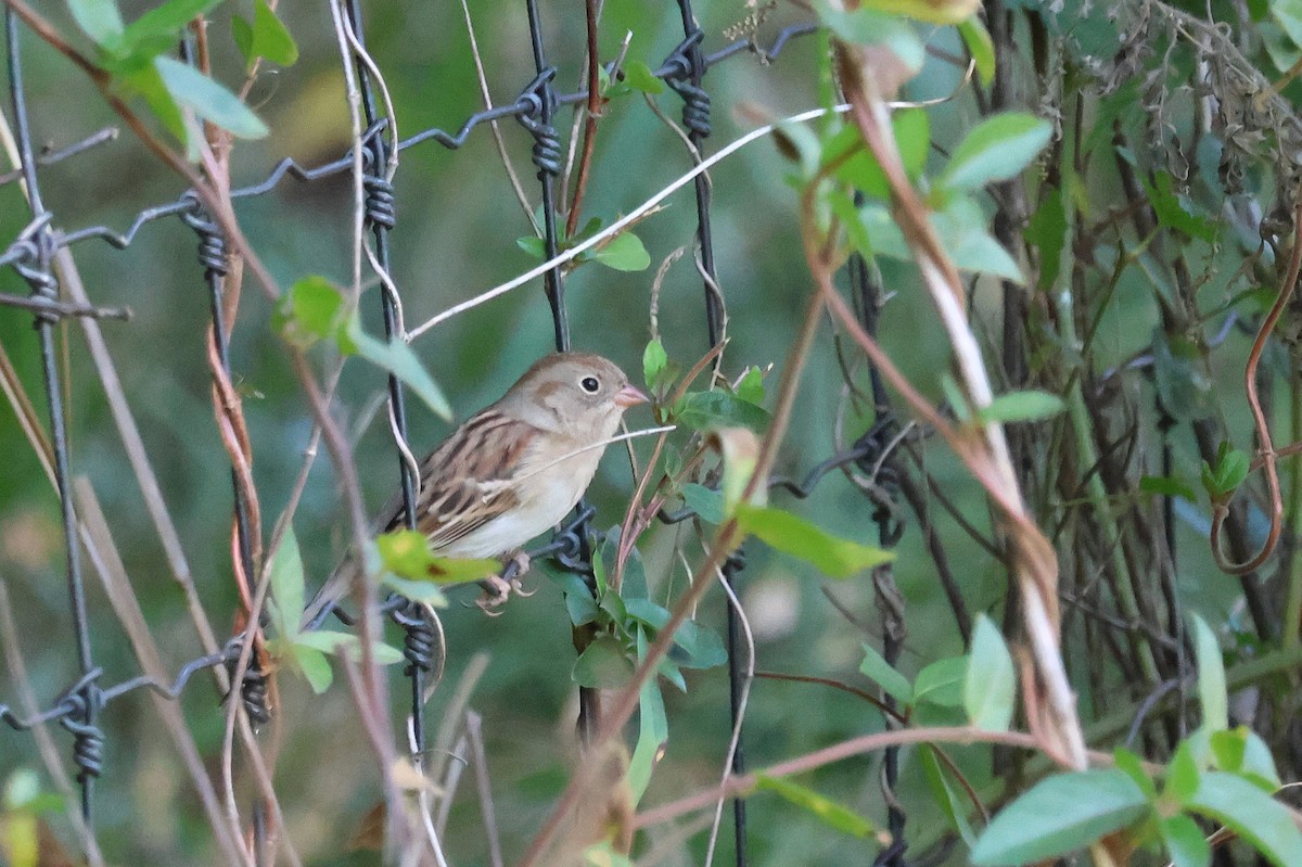 Field Sparrow - ML625401178