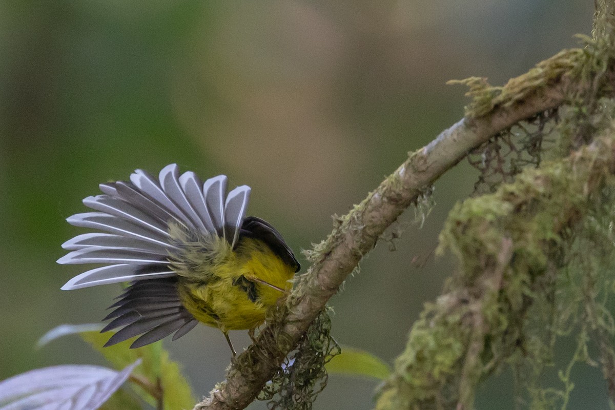 Yellow-bellied Fairy-Fantail - Filiep T'jollyn