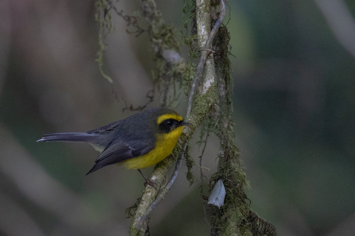 Yellow-bellied Fairy-Fantail - ML625401192