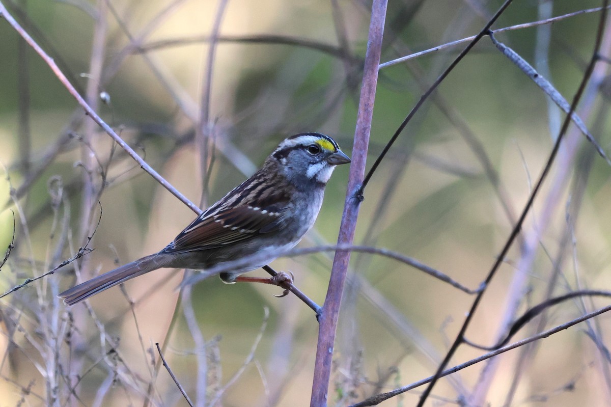 White-throated Sparrow - ML625401201