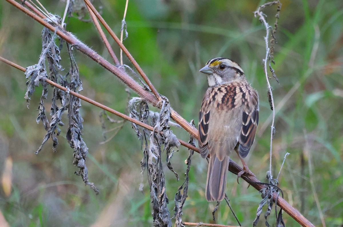 White-throated Sparrow - ML625401202