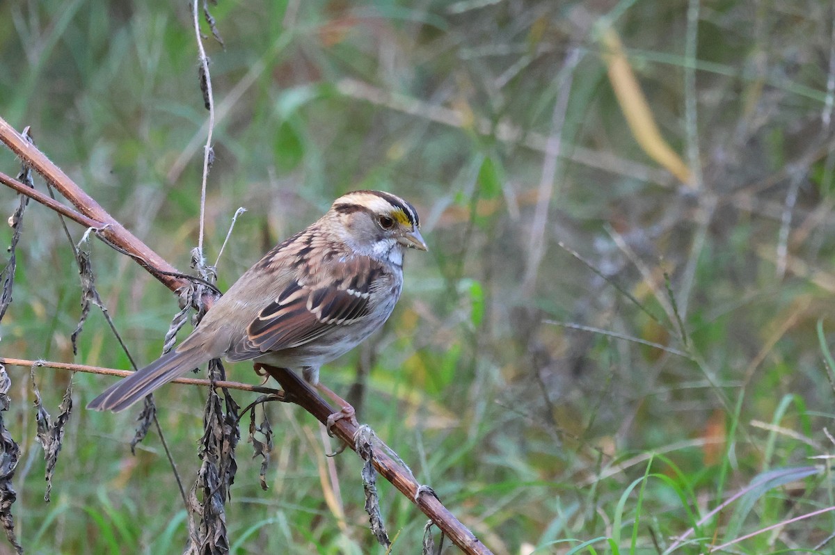 White-throated Sparrow - ML625401203