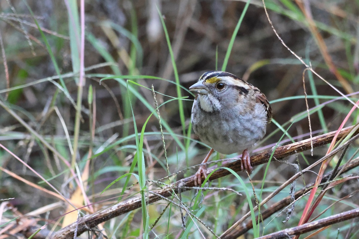 White-throated Sparrow - Tricia Vesely