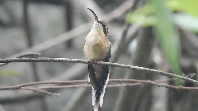 Gray-chinned Hermit - ML625401206