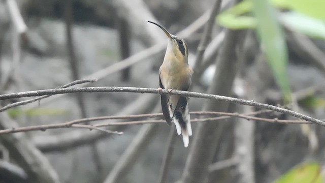 Gray-chinned Hermit - ML625401207