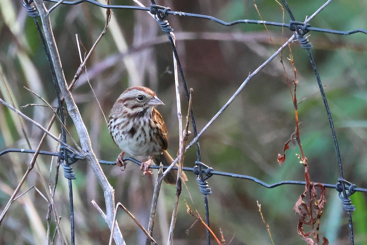 Song Sparrow - ML625401212