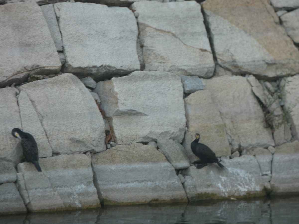 Great Cormorant - Beth Roddin