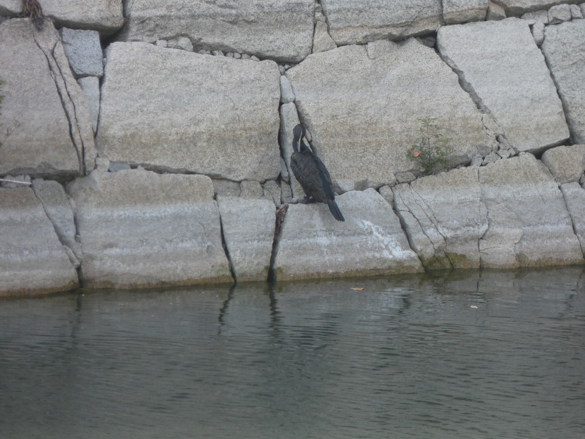 Great Cormorant - ML625401219