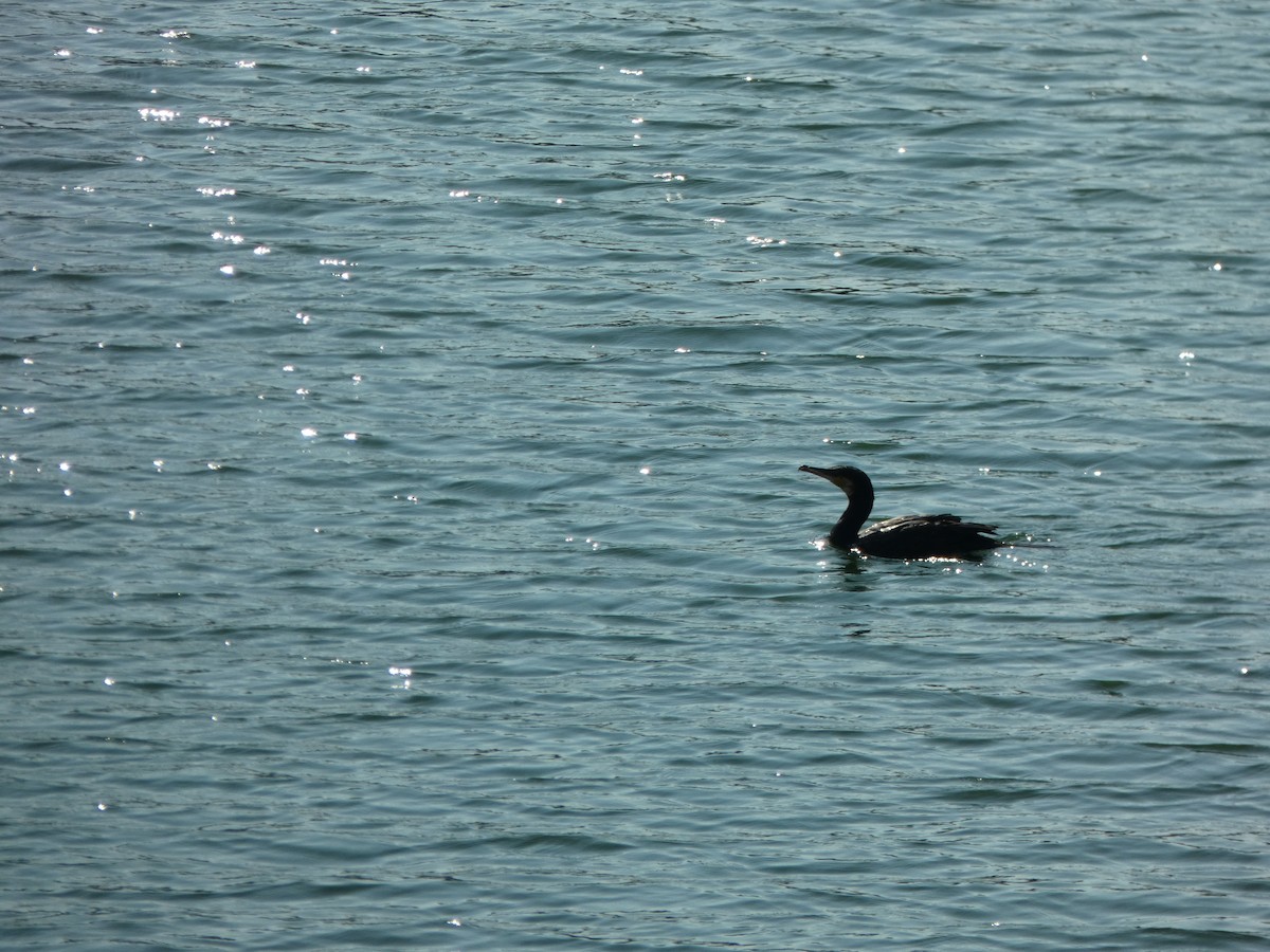 Great Cormorant - ML625401221