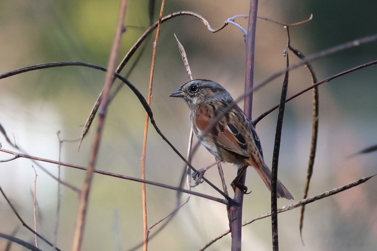 Swamp Sparrow - ML625401227