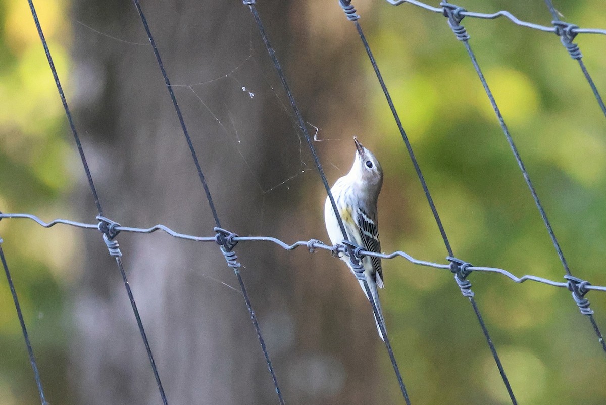 Yellow-rumped Warbler - ML625401246