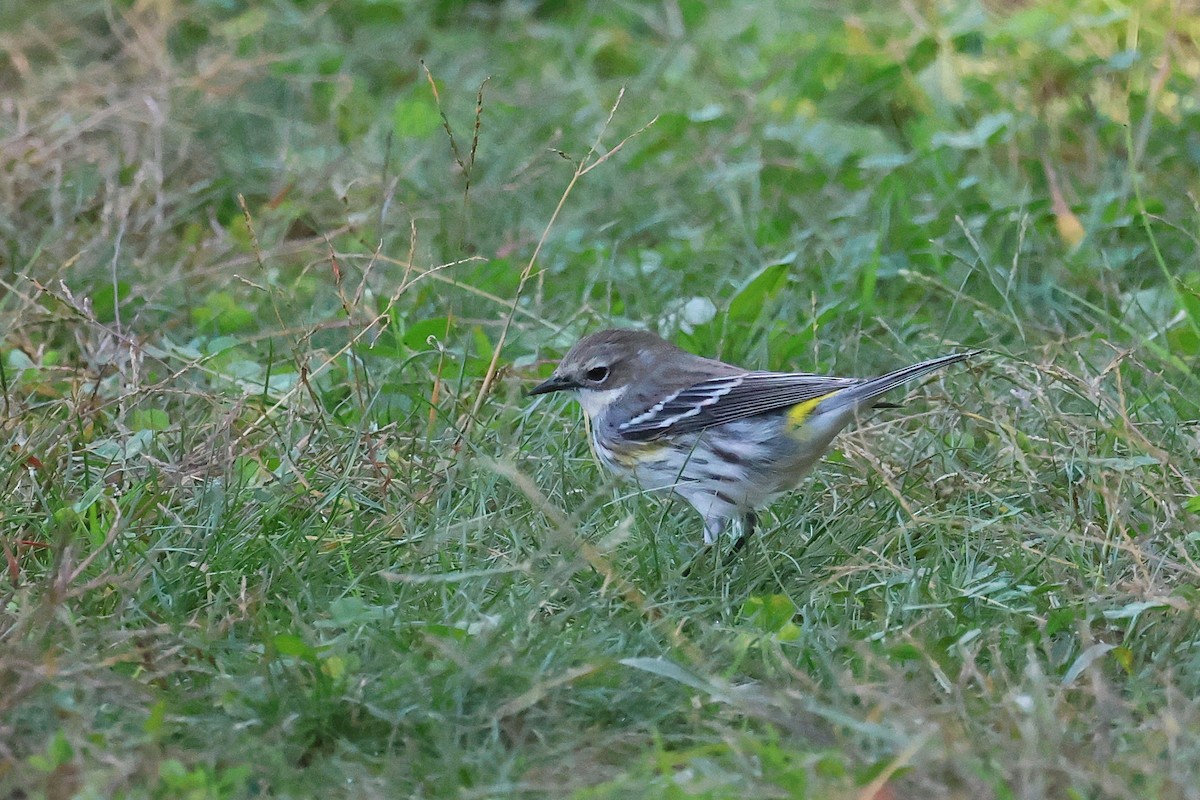 Yellow-rumped Warbler - ML625401247