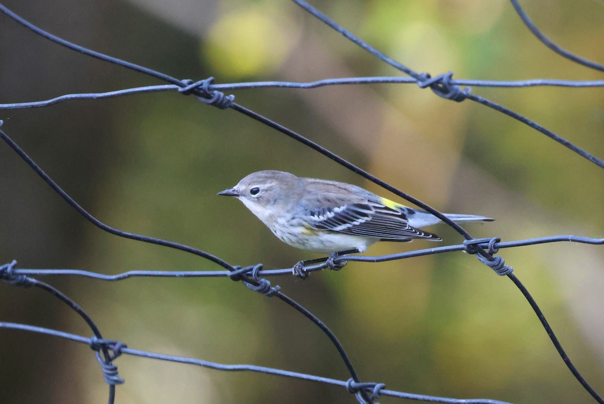 Yellow-rumped Warbler - ML625401248