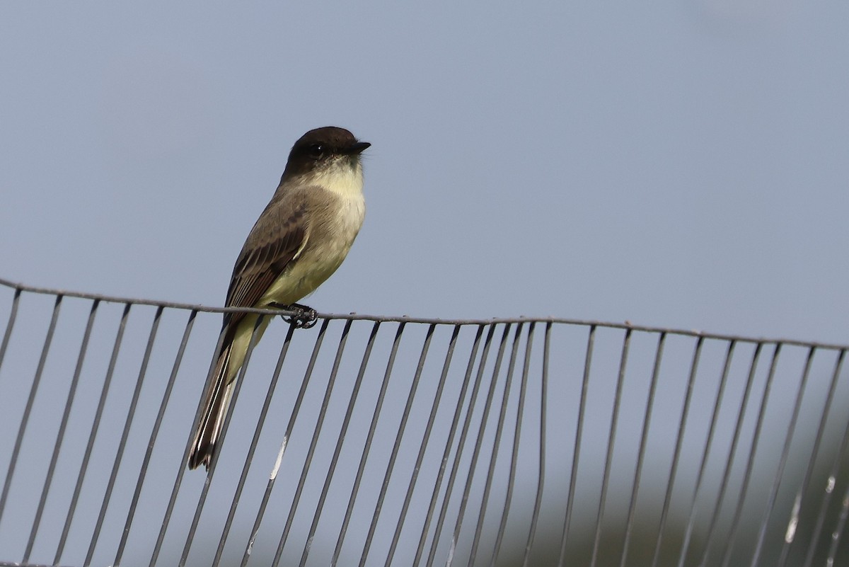 Eastern Phoebe - ML625401310