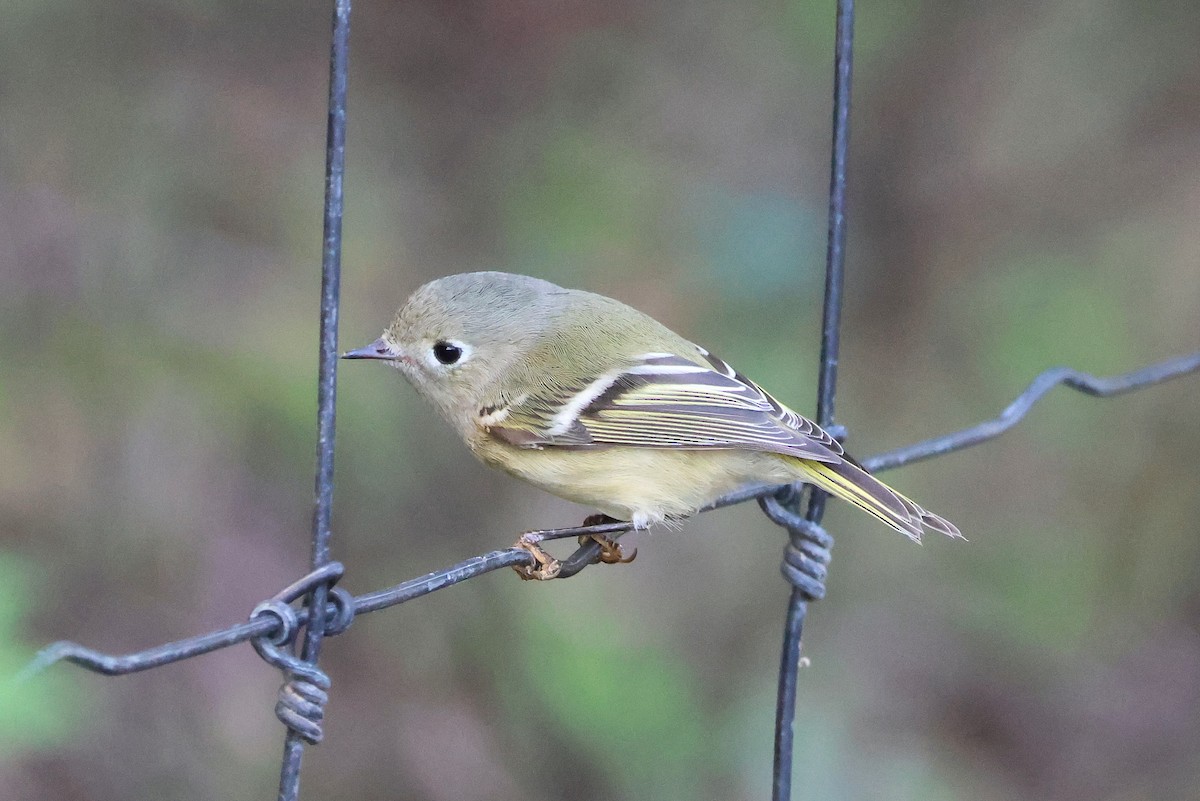 Ruby-crowned Kinglet - ML625401316