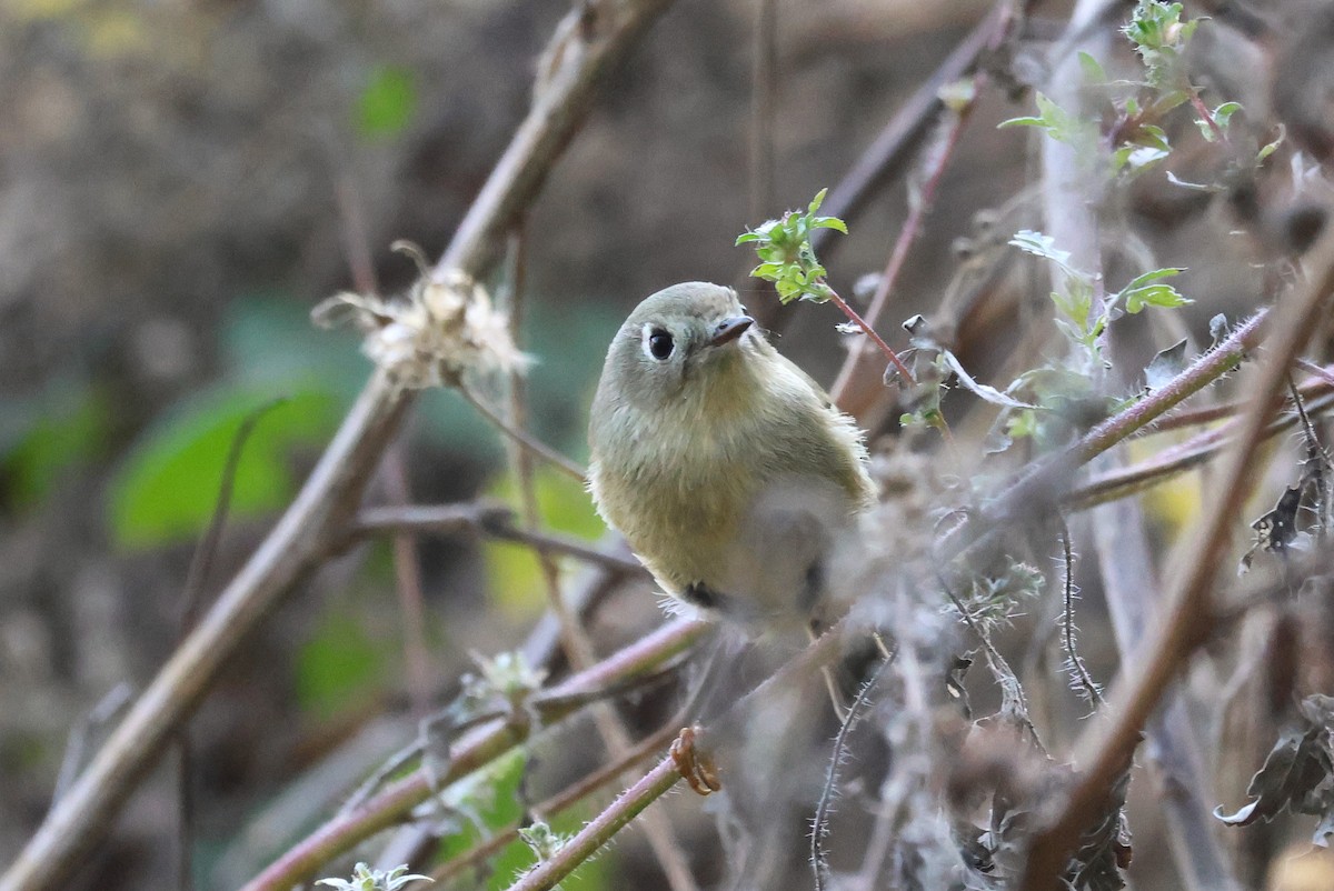 Ruby-crowned Kinglet - ML625401317