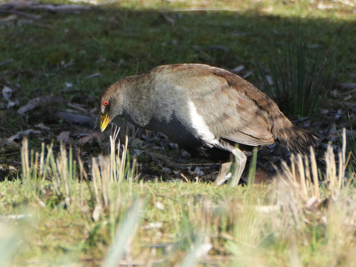 Tasmanian Nativehen - Chris Wills