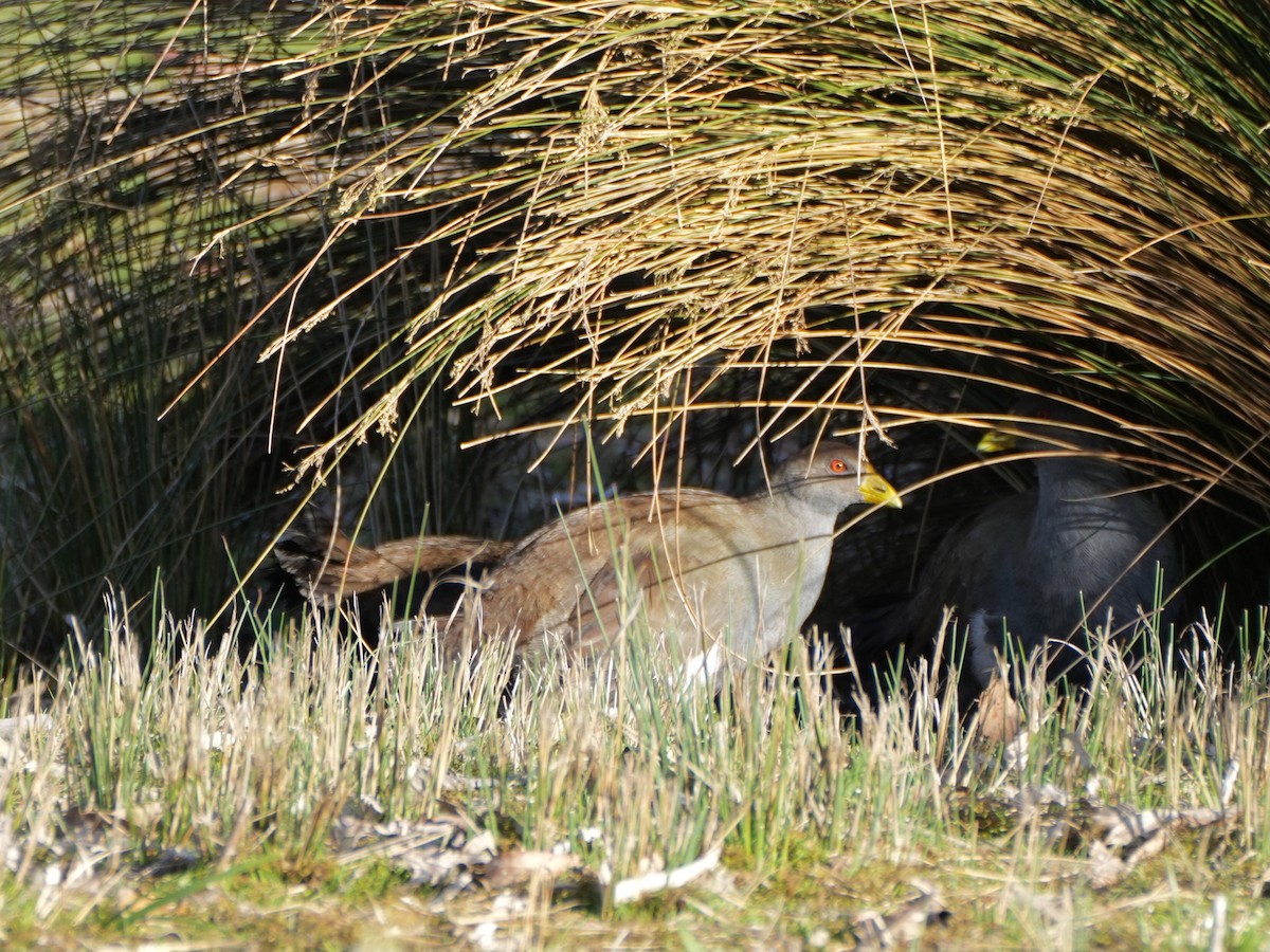 Tasmanian Nativehen - Chris Wills