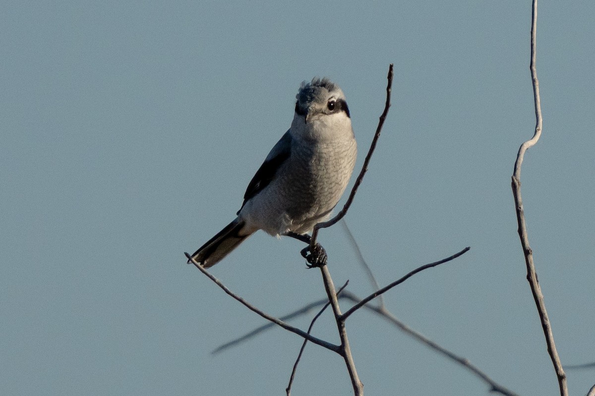 Alcaudón Boreal - ML625401326