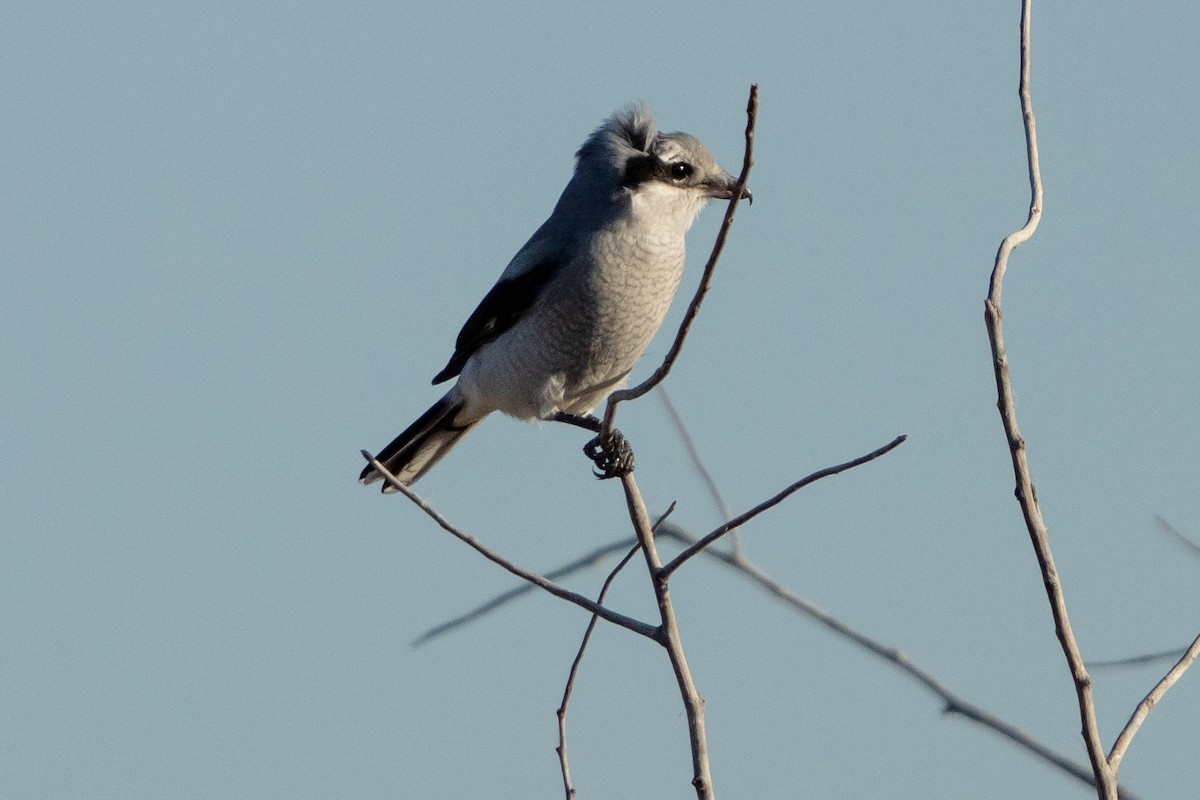 Alcaudón Boreal - ML625401327