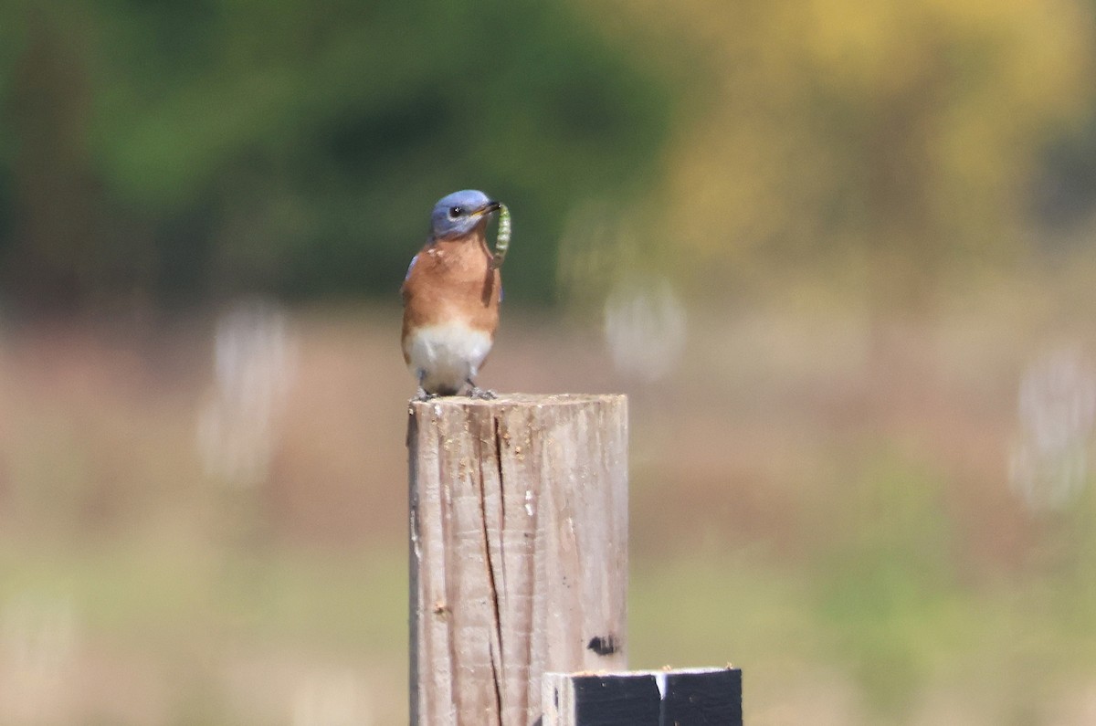 Eastern Bluebird - ML625401335