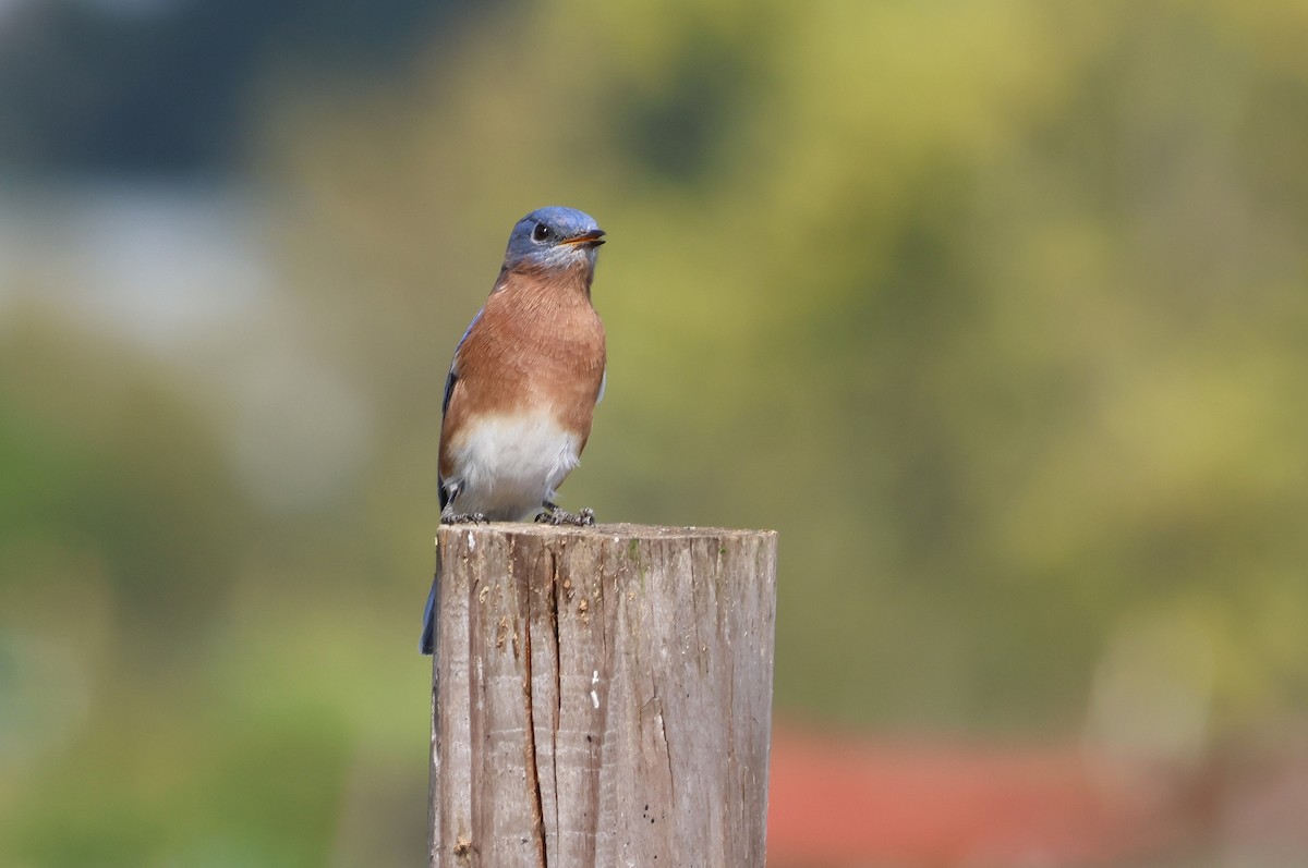 Eastern Bluebird - ML625401336