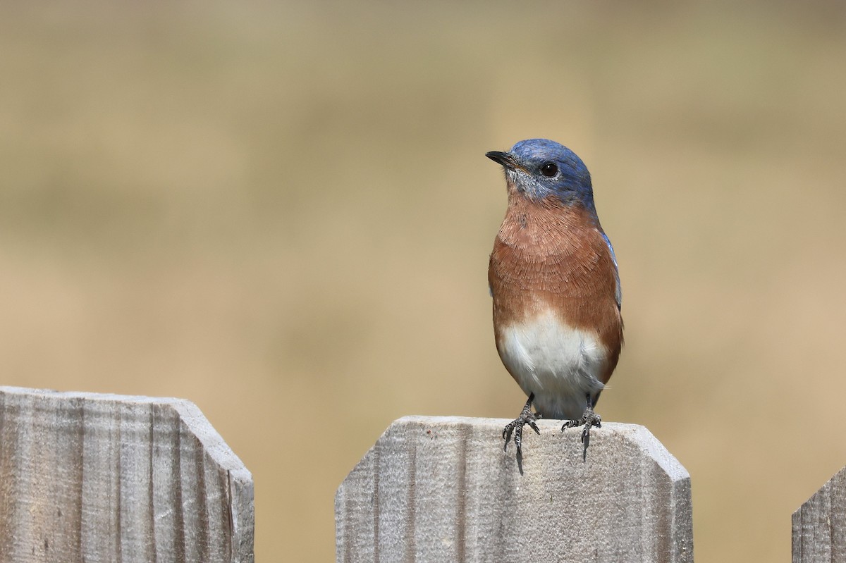 Eastern Bluebird - ML625401337